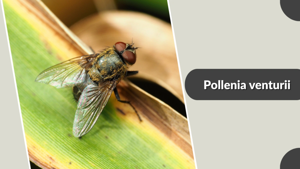 Pollenia venturii