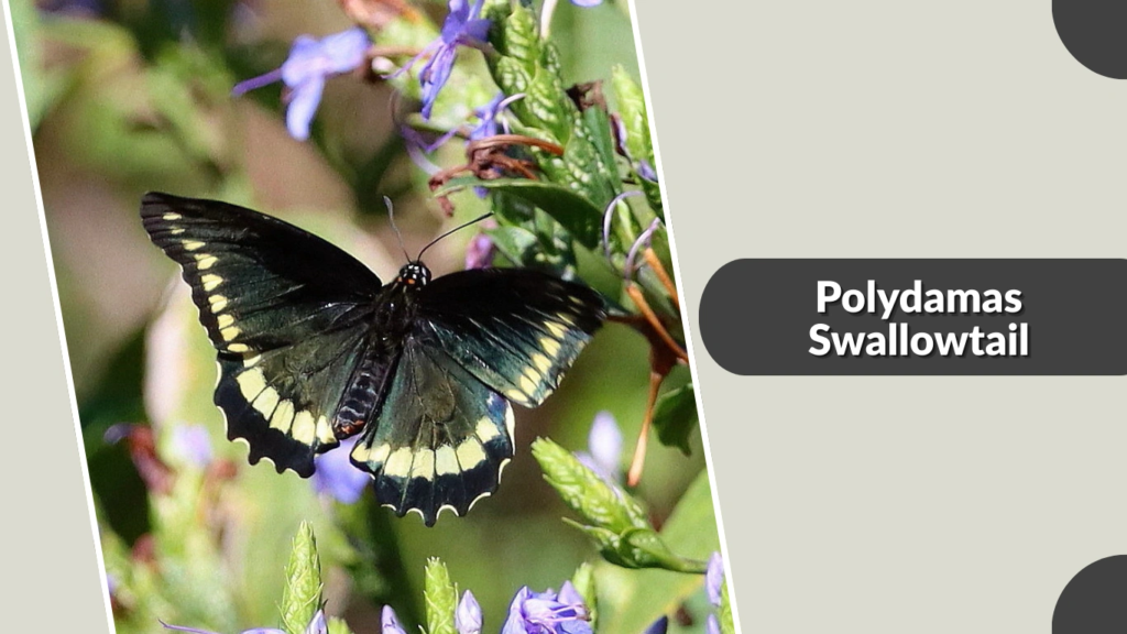 Polydamas Swallowtail