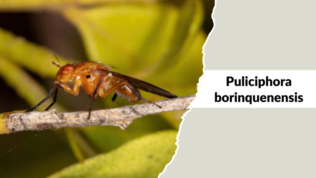 Puliciphora borinquenensis