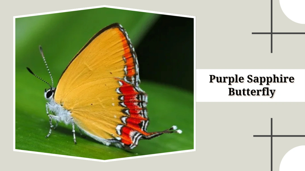 Purple Sapphire Butterfly