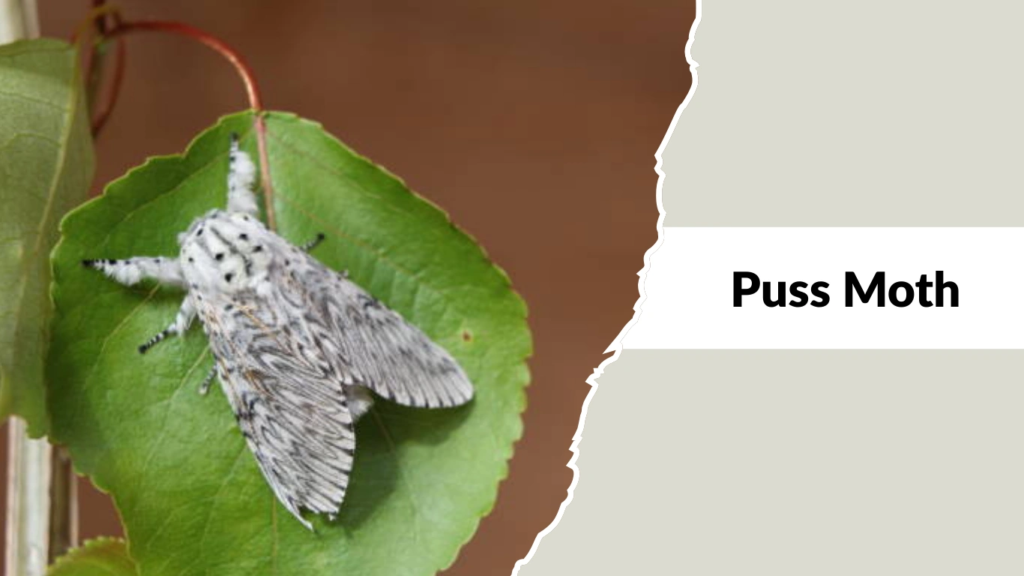 Puss Moth