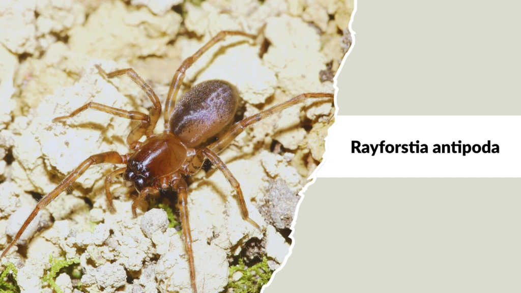 Rayforstia antipoda