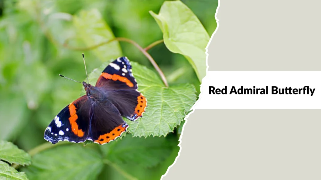 Red Admiral Butterfly