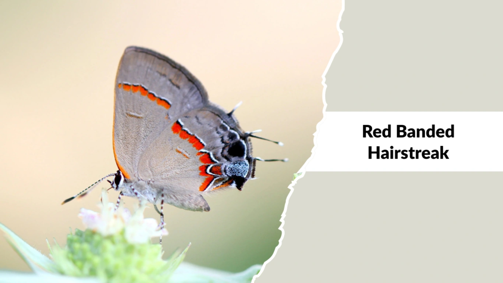 Red Banded Hairstreak