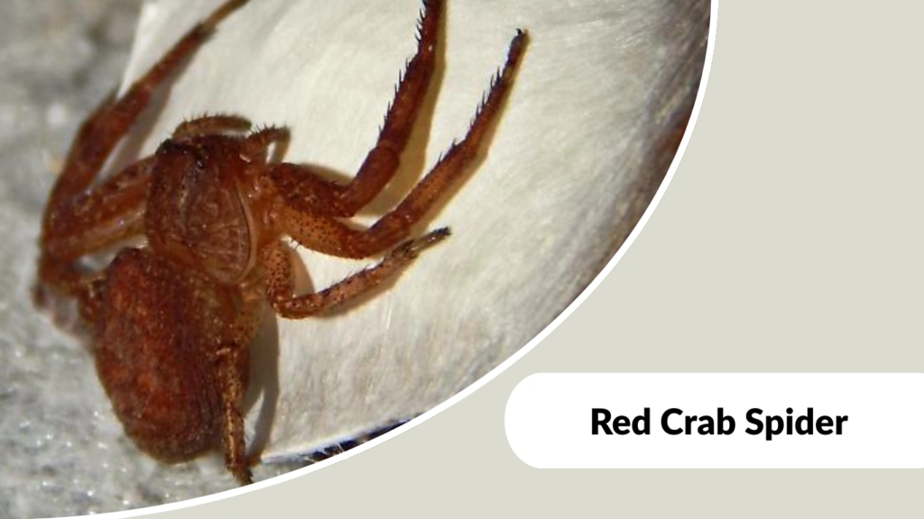 Red Crab Spider