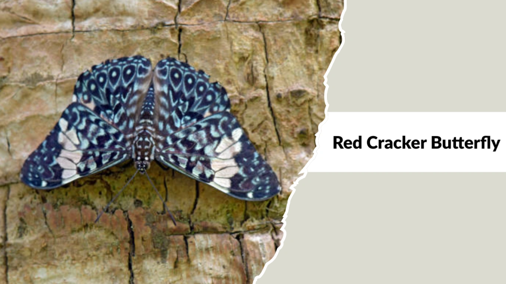 Red Cracker Butterfly