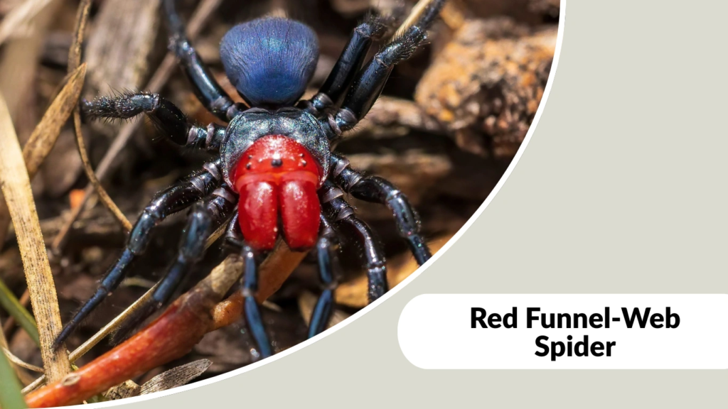Red Funnel-Web Spider