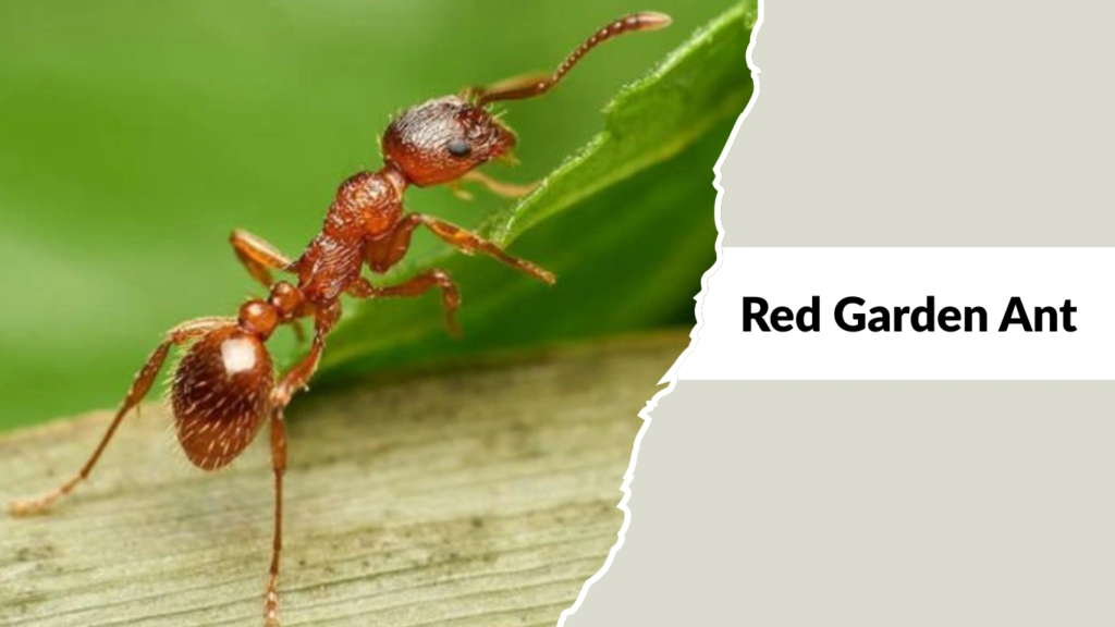 Red Garden Ant