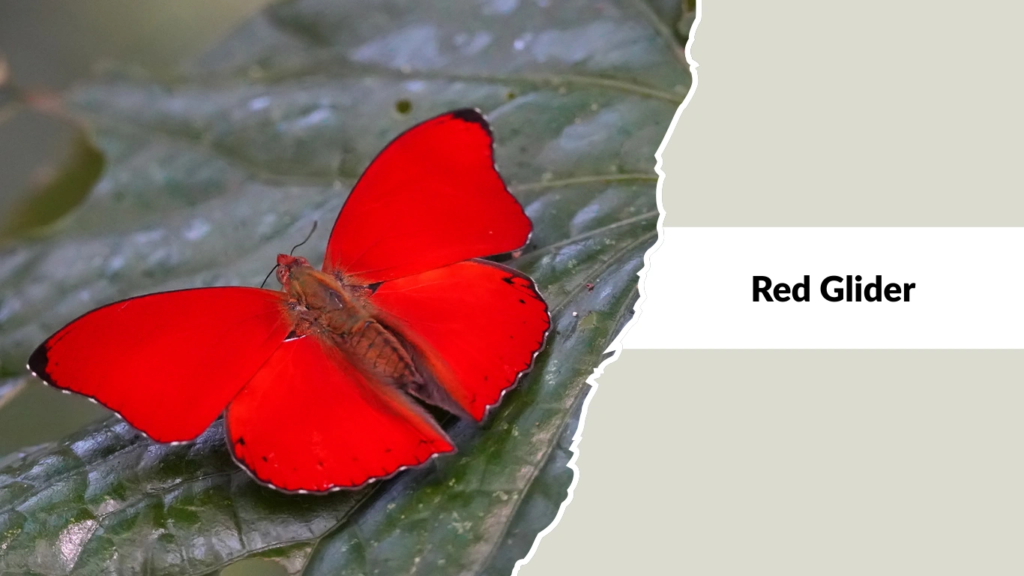 Red Glider