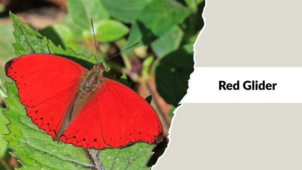 Red Glider (Alternate Species – Cymothoe egestaGroup Variants)