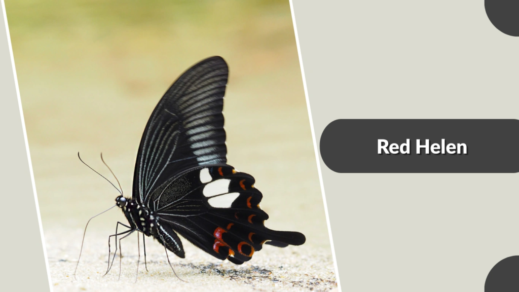 Red Helen