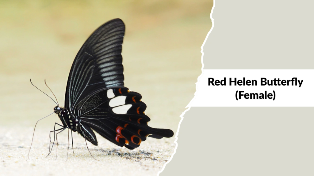 Red Helen Butterfly (Female)