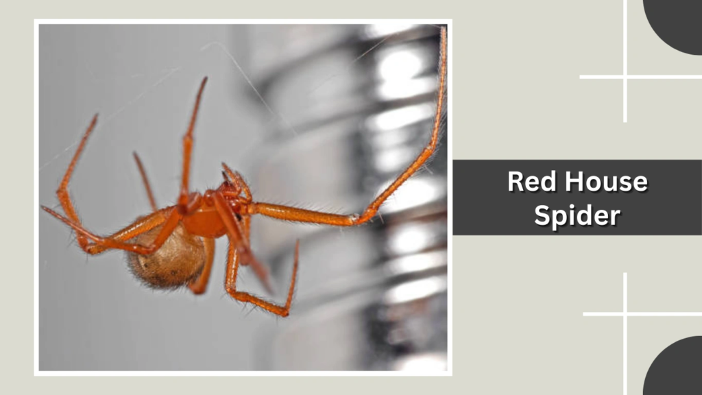 Red House Spider