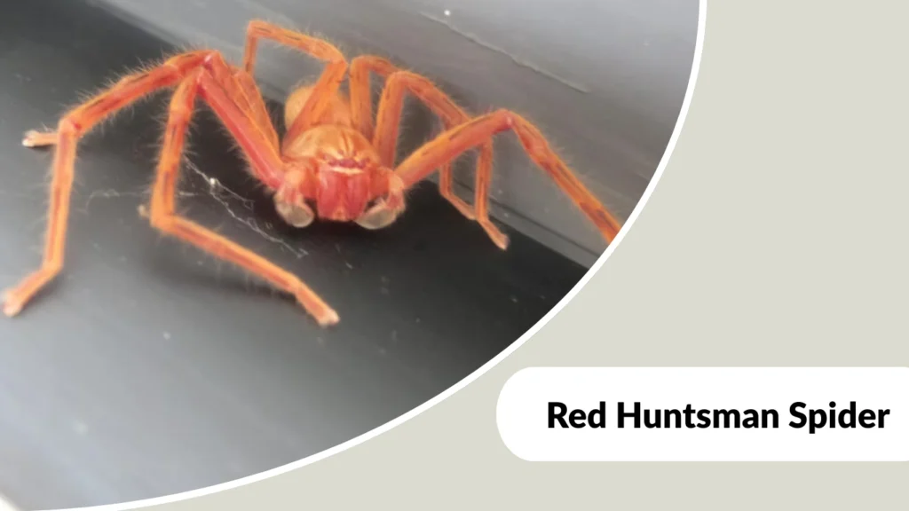 Red Huntsman Spider