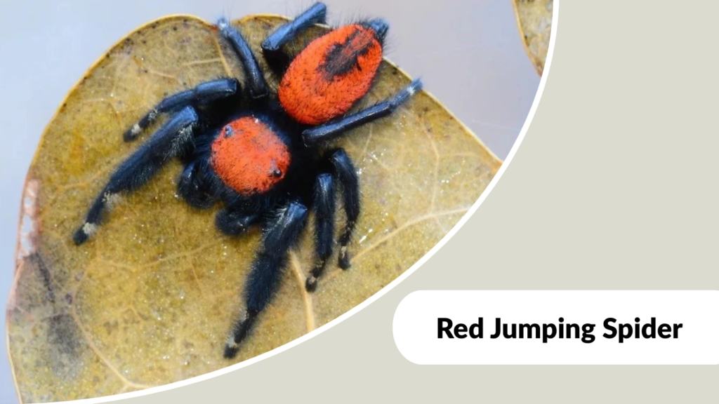 Red Jumping Spider