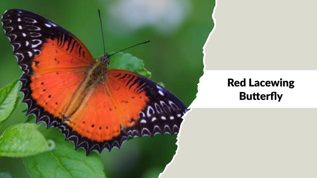 Red Lacewing Butterfly
