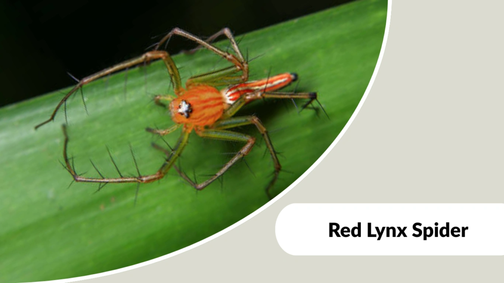 Red Lynx Spider