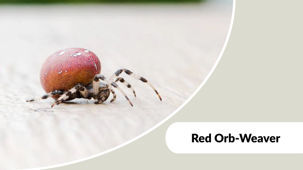 Red Orb-Weaver