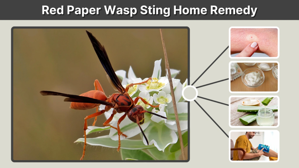 Red Paper Wasp Sting Home Remedy