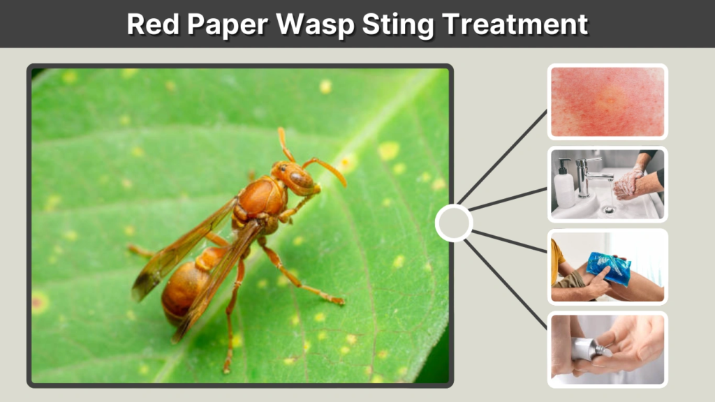 Red Paper Wasp Sting Treatment