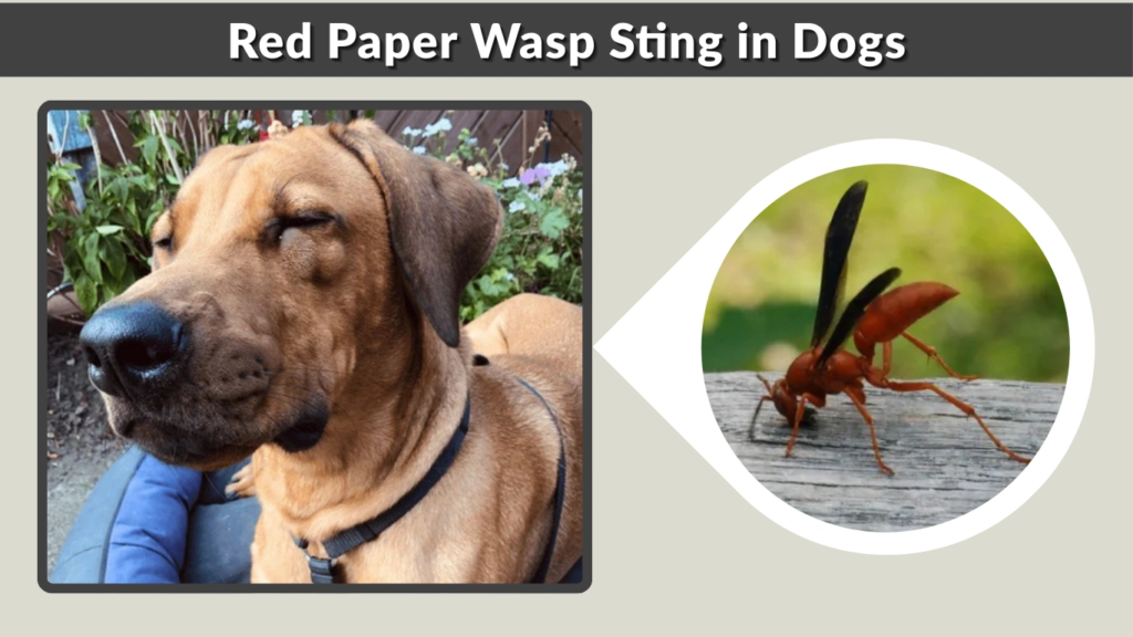 Red Paper Wasp Sting in Dogs