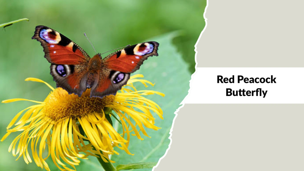 Red Peacock Butterfly