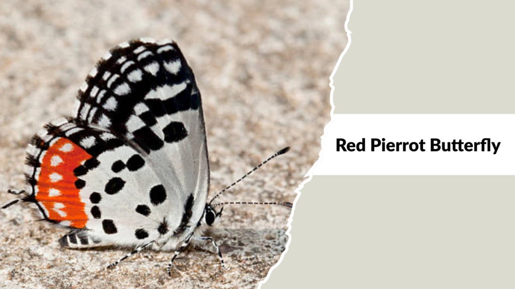 Red Pierrot Butterfly