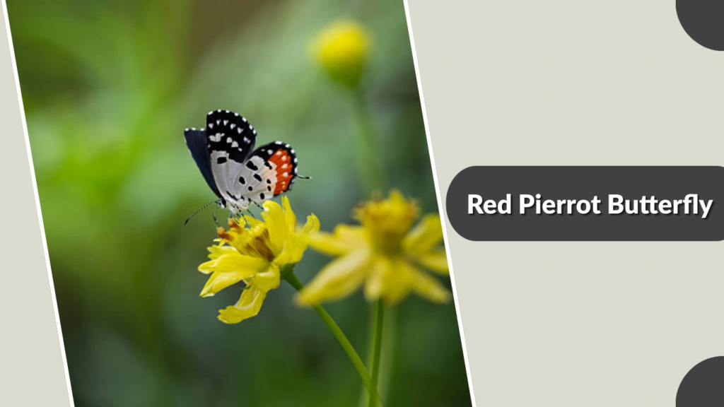 Red Pierrot Butterfly