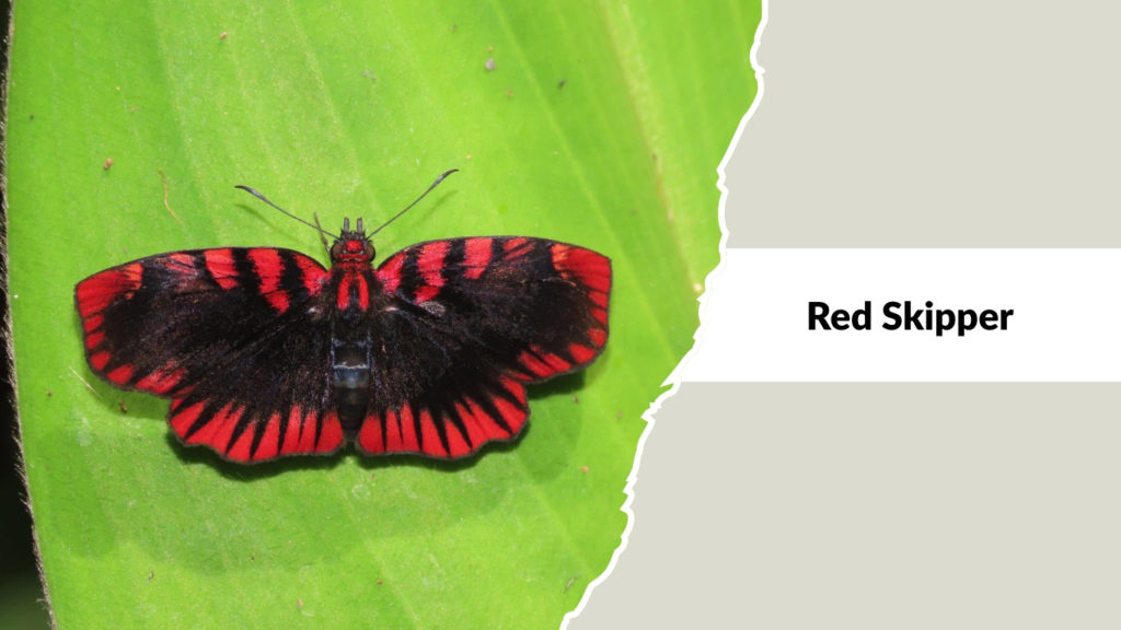 Red Skipper