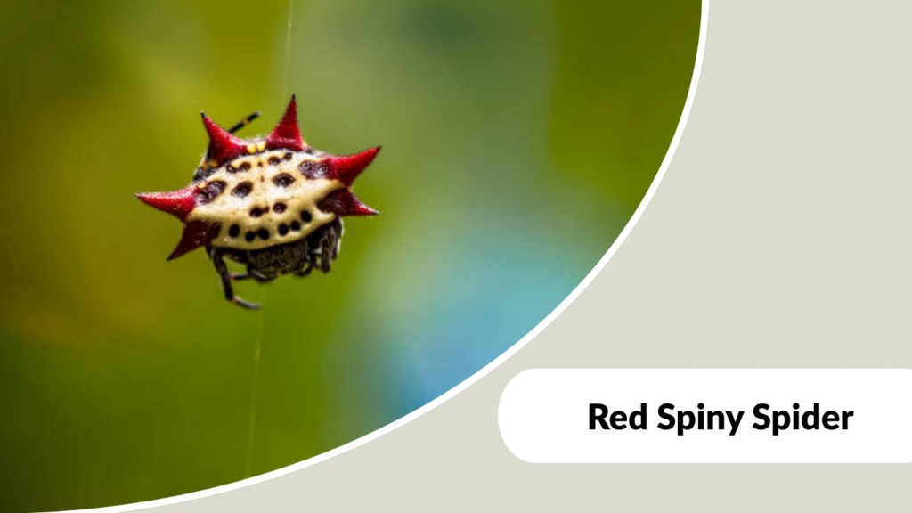 Red Spiny Spider