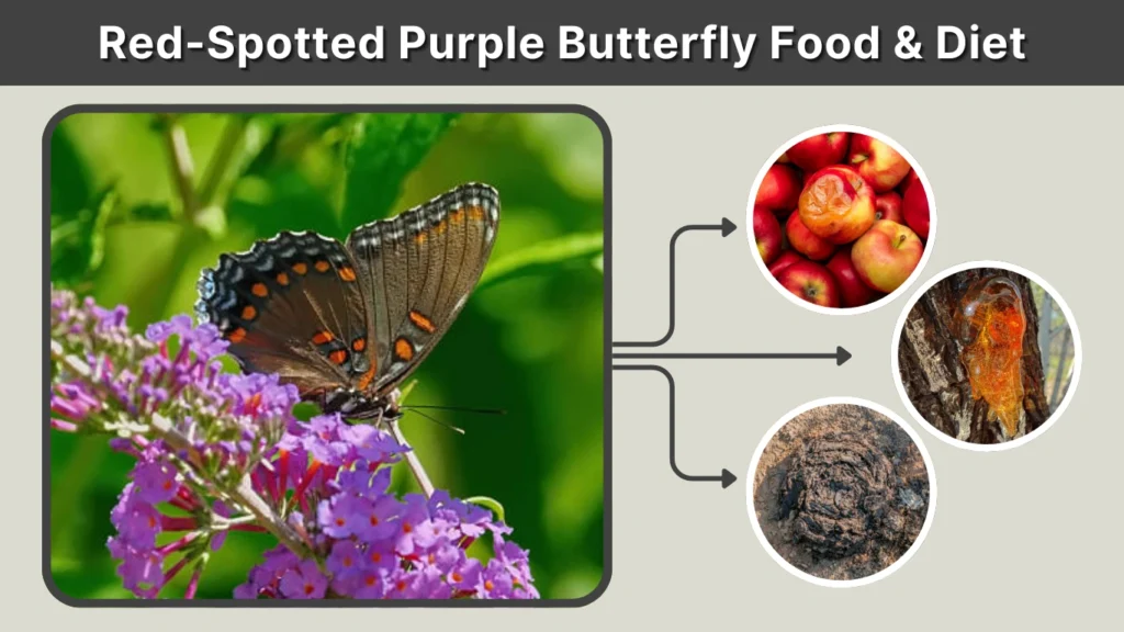 Red-Spotted Purple Butterfly Food & Diet