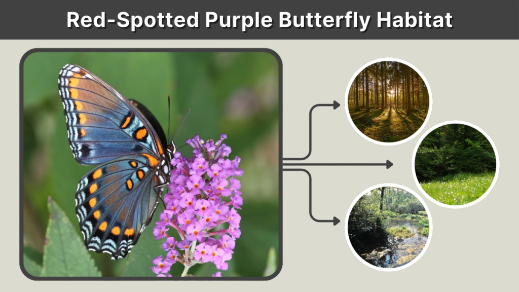 Red-Spotted Purple Butterfly Habitat