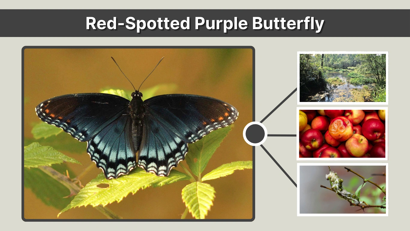 Red-Spotted Purple Butterfly ID, Meaning & Habitat