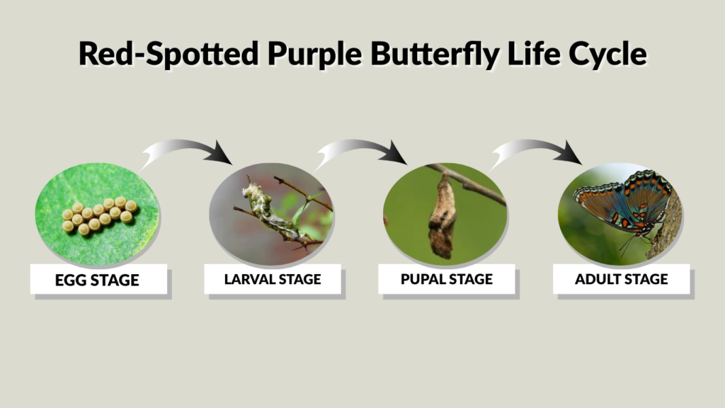 Red-Spotted Purple Butterfly Life Cycle