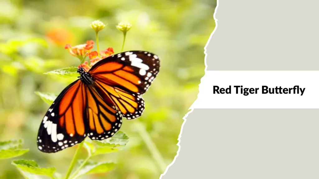 Red Tiger Butterfly
