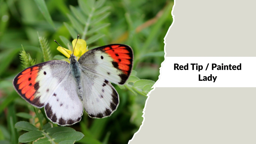 Red Tip  Painted Lady