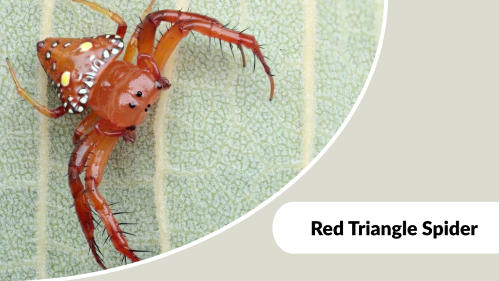 Red Triangle Spider