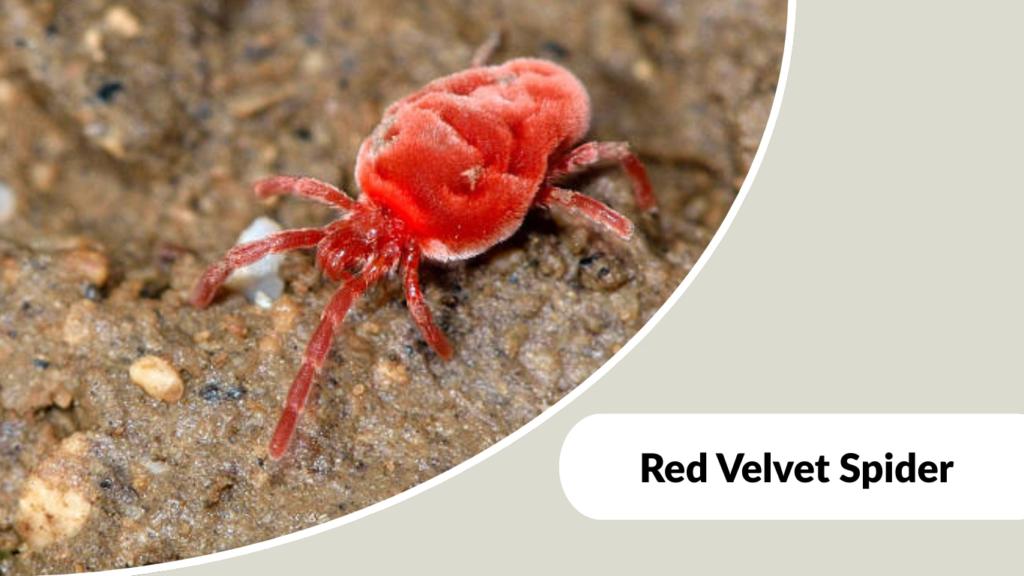 Red Velvet Spider