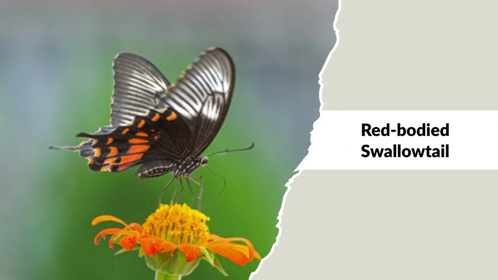 Red-bodied Swallowtail