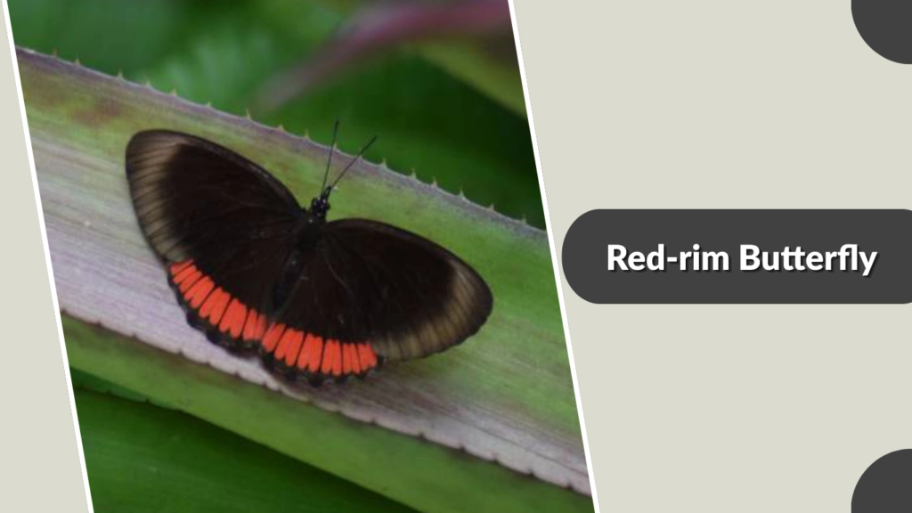 Red-rim Butterfly