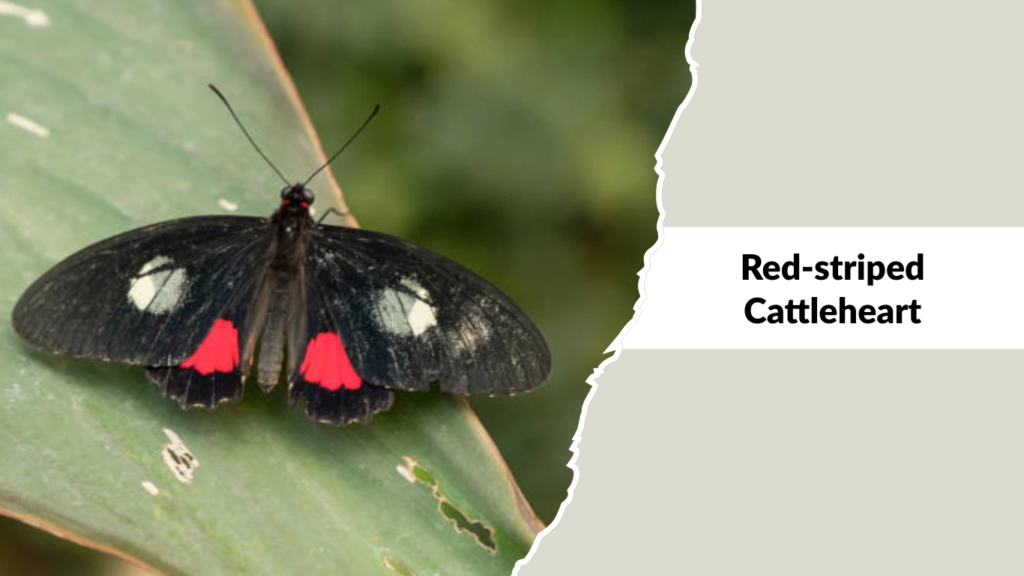 Red-striped Cattleheart
