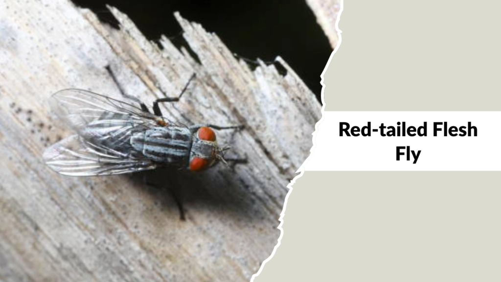 Red-tailed Flesh Fly