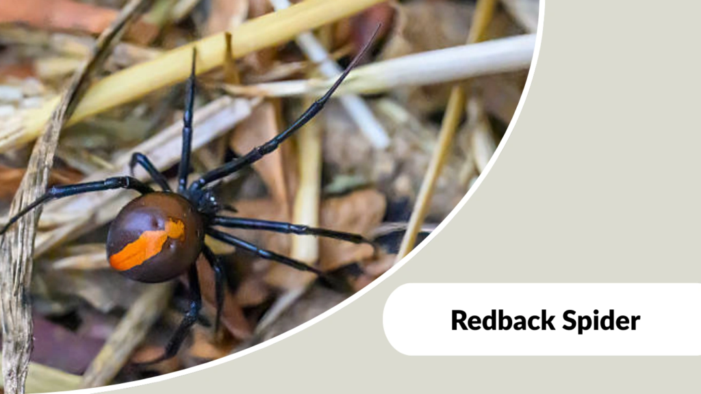 Redback Spider
