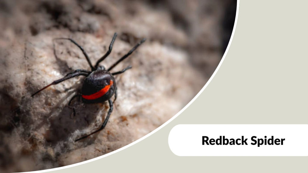 Redback Spiders