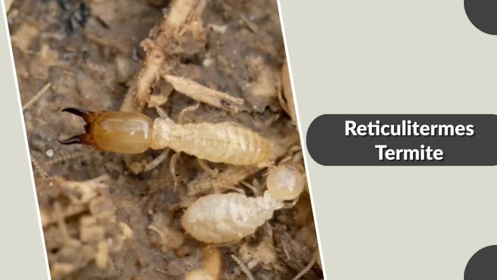 Reticulitermes Termite