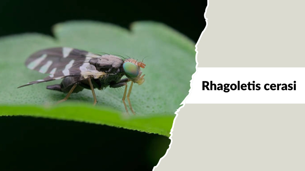 Rhagoletis cerasi