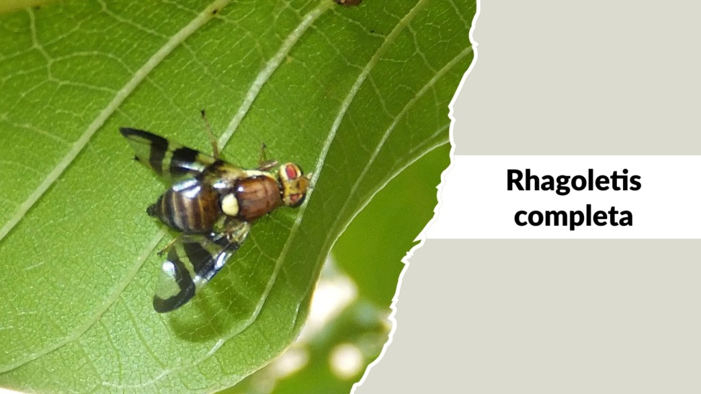 Rhagoletis completa