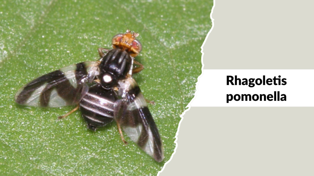 Rhagoletis pomonella