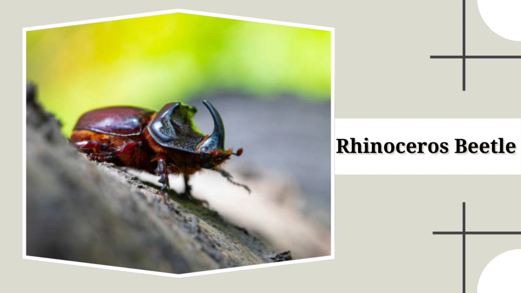 Rhinoceros Beetle