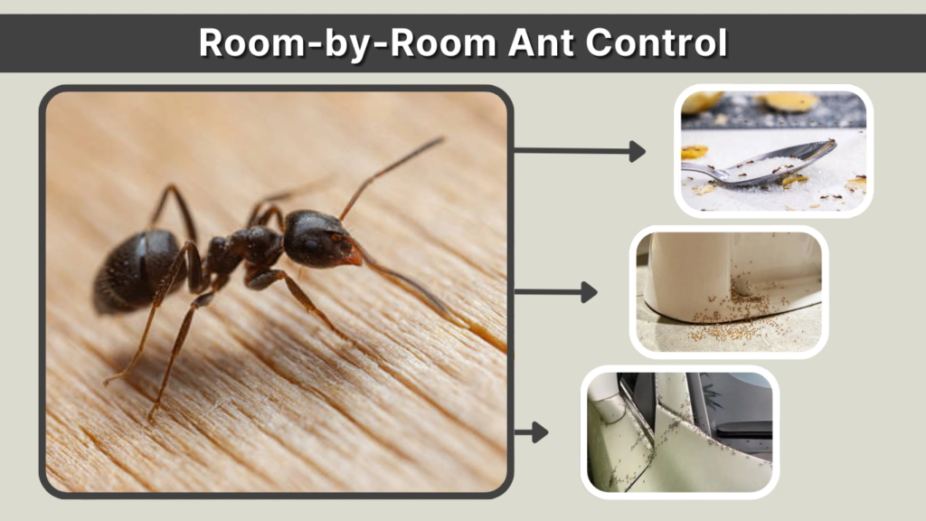 Room-by-Room Ant Control